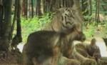 India. Un pui de tigru siberian s-a înnegrit peste noapte