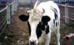 Univaca: Bovină cu un corn de 20 de centimetri în frunte, atracţie turistică în China 