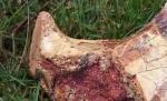 Cel mai mare dinozaur zburător din lume, descoperit în România. 16 metri, anvergura aripilor