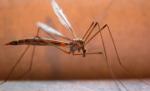 O fată de 12 ani, purtătoare a virusului West Nile, a fugit din Spitalul Municipal Feteşti