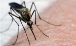 Un bărbat din Mehedinţi a murit din cauza virusului West Nile. Numărul deceselor a ajuns la trei (VIDEO)