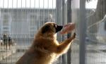 Zeci de câini eutanasiaţi ilegal de o firmă din Constanţa (VIDEO)