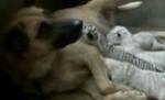 Patru pui de tigru alb, adoptaţi de o căţeluşă în China (VIDEO)