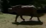 Un rinocer a supravieţuit la nouă atacuri ale braconierilor