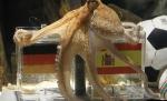 Succesorul caracatiţei Paul va fi un octopod francez