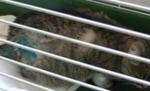 Cruzime în noaptea de Halloween: Pisică tăiată cu un cuţit, în Braşov