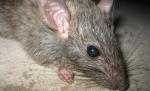 Invazie de şobolani şi şoareci la Grădina Zoologică Bucov