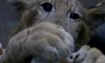 Ligrul, noua vedetă a unei grădini zoologice din China