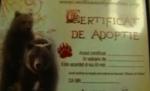 Rezervaţia de la Zărneşti oferă urşi spre adopţie virtuală