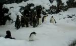 Un pinguin îi face concurenţă lui Fred Astaire. Dansează de bucurie