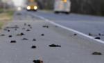 Incidentele bizare continuă: Alte sute de păsări moarte şi mii de peşti fără viaţă, în Texas şi Florida