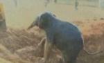 India. Un pui de elefant însetat a fost salvat cu excavatorul din fântâna în care căzuse