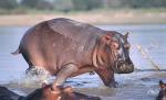 Letonia: Sexul unui hipopotam de la Zoo, descoperit după 20 de ani