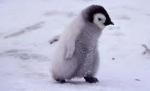 Pinguinul extrem: S-a plimbat prin cuşca leilor