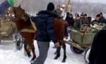 Şocant: Cai bătuţi fără milă pentru a trage un tractor