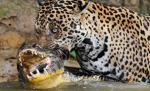 China interzice spectacolele de circ în care animalele sunt maltratate 