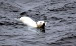 Călătorie record: Un urs polar a înotat, fără oprire, 687 de kilometri în 9 zile