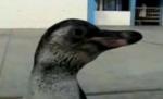 Un pinguin rătăcit a ajuns vedetă în Peru