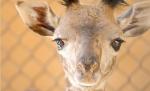 Un pui de girafă, vedeta unei grădini zoologice din Santa Barbara