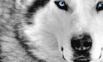 Masacru în Canada. O sută de câini husky ucişi