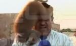 Reporter incomodat de o maimuţă, în timpul unei transmisiuni în direct