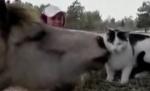 Dragoste fără bariere: Un cal “sărută” o pisică