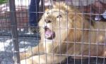 Lupi, urşi şi râşi - animale de companie pentru români