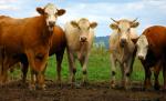 Tnuva închide ferma de vaci de la Adunaţii Copăceni, deoarece nu este profitabilã