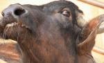Un taur de 300 kg a scăpat pe străzile unui oraş spaniol 