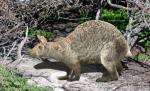 Au existat iepuri de 12 kilograme care nu puteau să sară şi nu aveau duşmani naturali