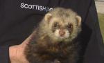 A făcut blatul: Un dihor a călătorit cu trenul de la Londra la Edinburgh