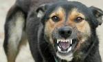 Germania. Iubitorii de animale ameninţă cu boicotarea turismului românesc