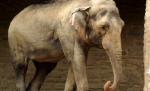 Şocant! Ultimul elefant de circ din Marea Britanie, înjunghiat şi chinuit în mod brutal de un îngrijitor român