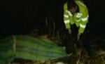 Două cadavre carbonizate, descoperite pe un câmp din Neamţ. Victimele au fost identificate