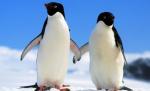 Designul caselor "verzi", inspirat din comportamentul pinguinilor