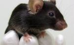Imagini şocante! Sute de animale ucise în experimentele din laboratoare