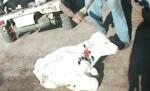 Imagini şocante! Viţei maltrataţi şi omorâţi cu lovituri de târnăcop în cap la o fermă din Statele Unite