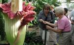 O floare rară şi-a deschis petalele pentru prima dată în 17 ani, la o grădină botanică din Elveţia