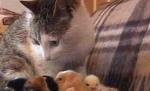 Pisică din Bacău, "cloşca" adoptivă a unor pui de găină