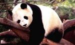 Specialişti în ursuleţi: Cum sunt îngrijţi 14 panda de la o grădină zoologică din China