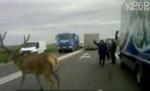 Un cerb a provocat agitaţie pe drumul naţional dintre Arad şi Vama Vărşand