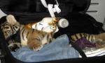 Arab arestat, în timp ce încerca să urce în avion cu nişte pui de panteră, urs şi leopard în valize