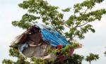 Doi brazilieni fără locuinţe şi-au făcut case în copaci