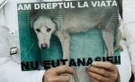 Proteste pe Internet faţă de problema câinilor comunitari, în urma incidentului din Botoşani 