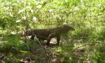 Varan veninos, de 1,30 m, cocoţat patru ore într-un copac după ce a fugit de la o expoziţie, din capitală
