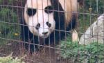 Cel mai bătrân urs panda din lume a murit, la vârsta de 34 de ani