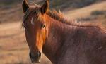 Poliţia Animalelor opreşte temporar sacrificarea cailor din Letea
