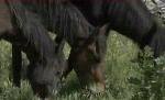 ANSVSA a oprit transporturile de animale din Tulcea. Va prezenta un raport premierului Boc
