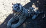 Un tigru de pluş a creat panică pe un teren de golf