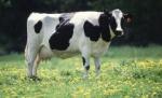 Una din bovinele lui Adrian Porumboiu a primit titlul de Miss Vaca
